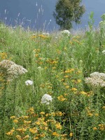 /album/herbolaria/habitat-jpg/